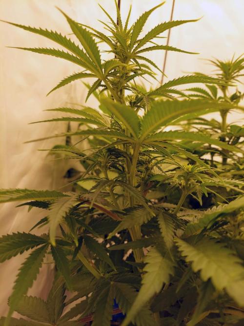 The Garden 2020 - Green Poison Fast F1. Week 7