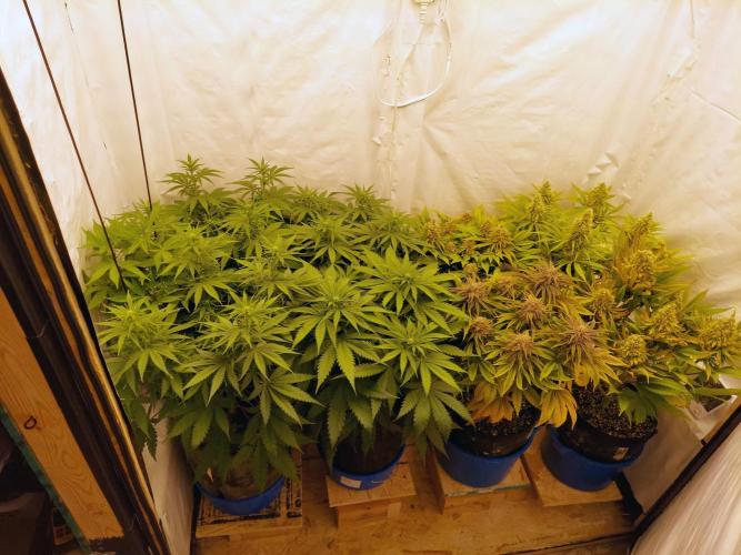 The Garden 2020 - Green Poison Fast F1. Week 7