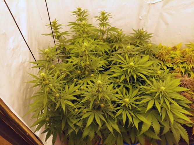 The Garden 2020 - Green Poison Fast F1. Week 8