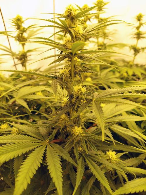 The Garden 2020 - Green Poison Fast F1. Week 8