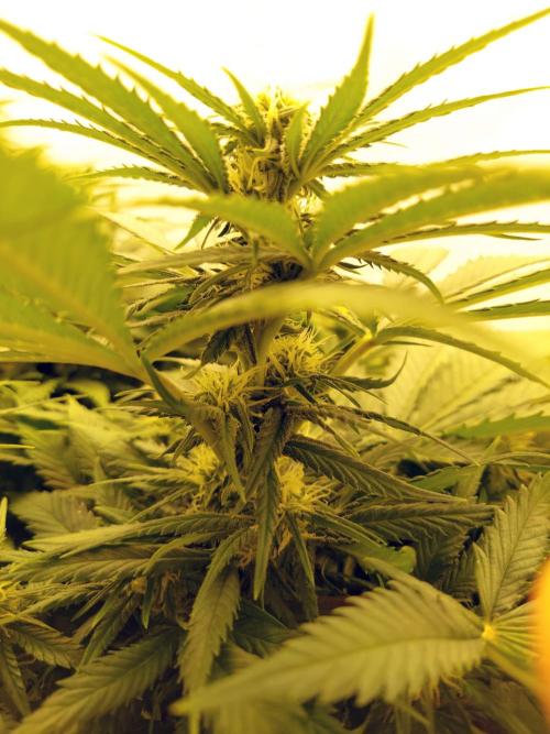 The Garden 2020 - Green Poison Fast F1. Week 8