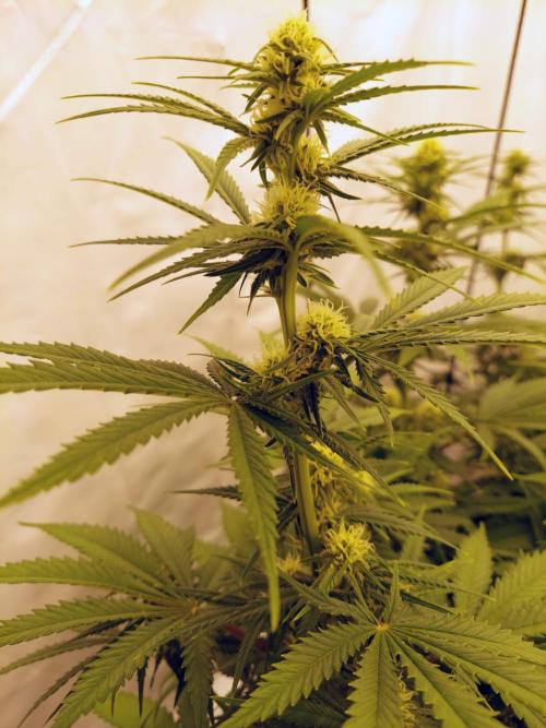 The Garden 2020 - Green Poison Fast F1. Week 8