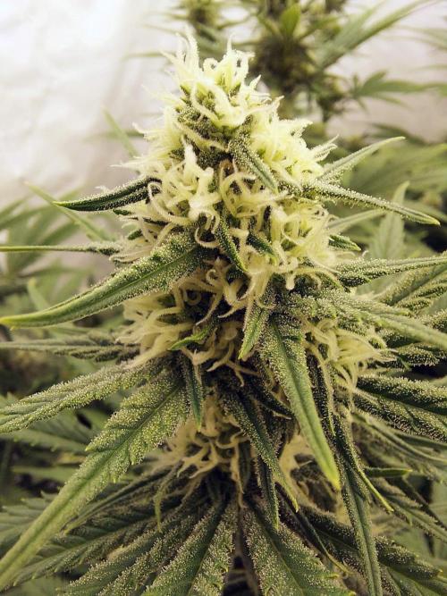 The Garden 2020 - Green Poison Fast F1. Week 9