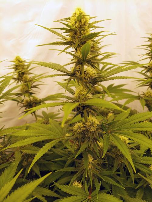 The Garden 2020 - Green Poison Fast F1. Week 9