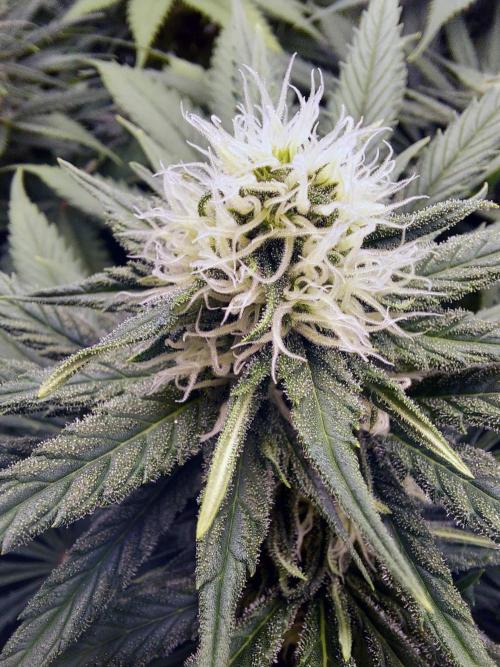 The Garden 2020 - Green Poison Fast F1. Week 9