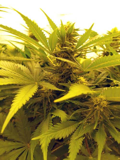 The Garden 2020 - Green Poison Fast F1. Week 9