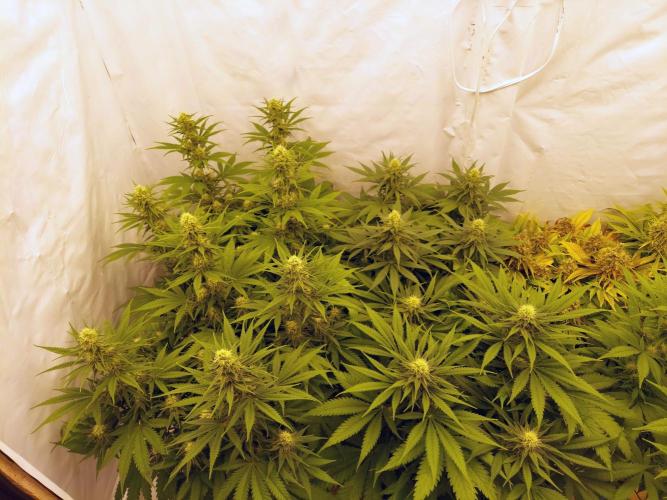 The Garden 2020 - Green Poison Fast F1. Week 9