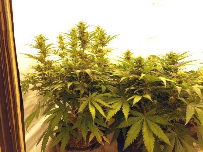The Garden 2020 - Green Poison Fast F1. Week 9
