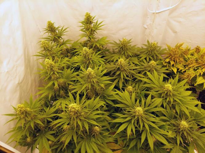 The Garden 2020 - Green Poison Fast F1. Week 10