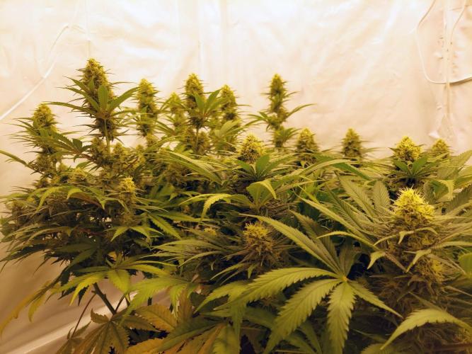 The Garden 2020 - Green Poison Fast F1. Week 10
