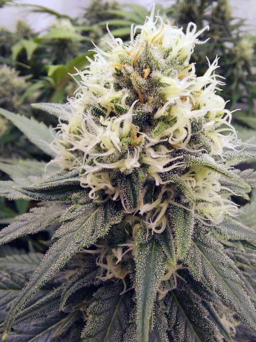 The Garden 2020 - Green Poison Fast F1. Week 10