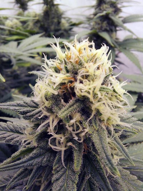The Garden 2020 - Green Poison Fast F1. Week 10