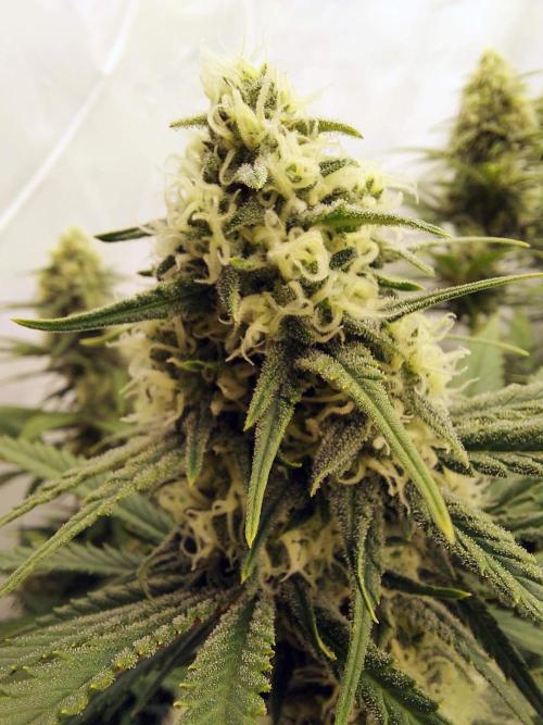 The Garden 2020 - Green Poison Fast F1. Week 10