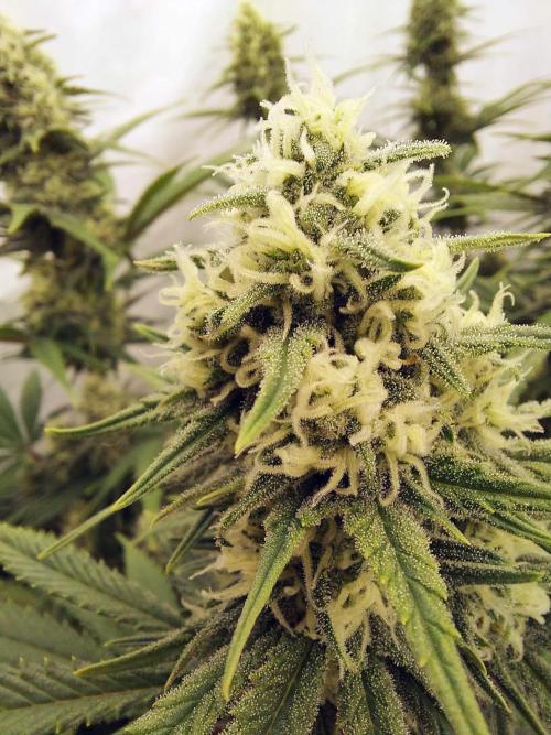 The Garden 2020 - Green Poison Fast F1. Week 10