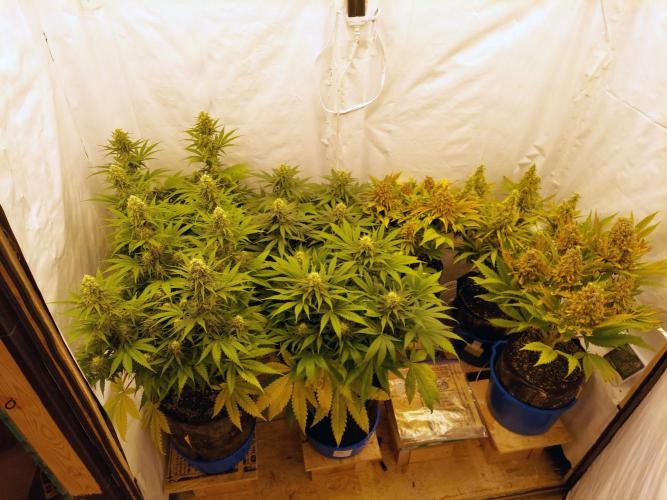 The Garden 2020 - Green Poison Fast F1. Week 10