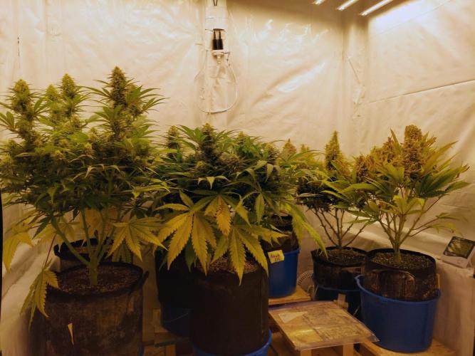 The Garden 2020 - Green Poison Fast F1. Week 10