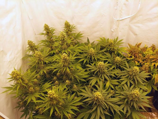 The Garden 2020 - Green Poison Fast F1. Week 11