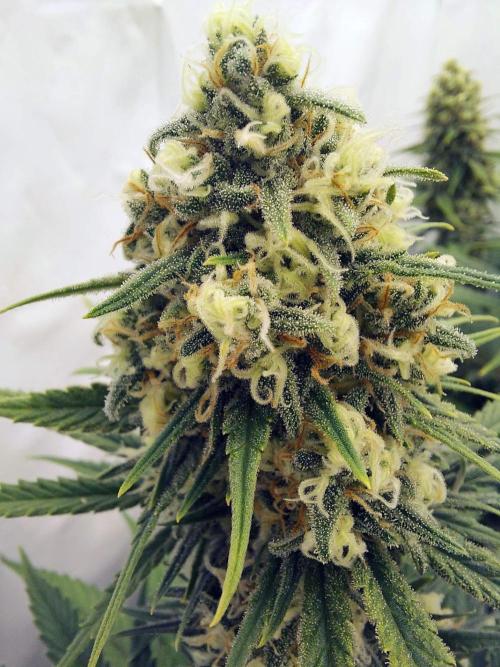 The Garden 2020 - Green Poison Fast F1. Week 11