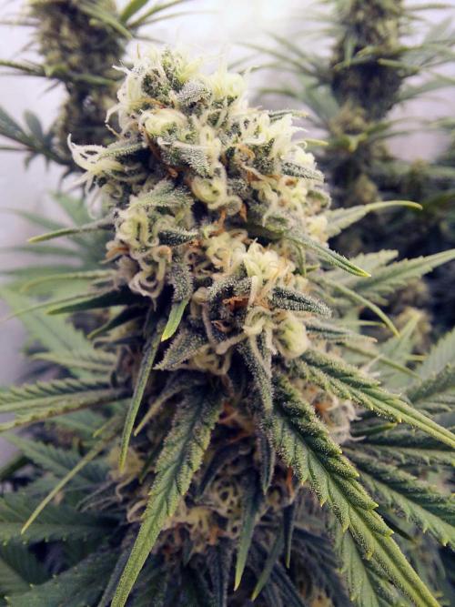 The Garden 2020 - Green Poison Fast F1. Week 11