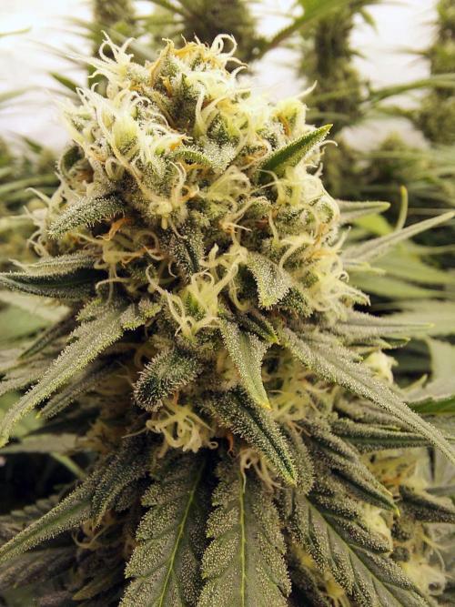The Garden 2020 - Green Poison Fast F1. Week 11