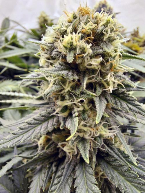 The Garden 2020 - Green Poison Fast F1. Week 11