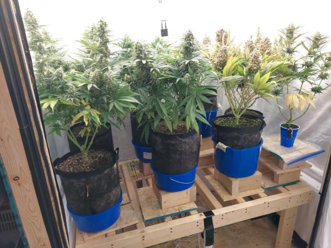 The Garden 2020 - Green Poison Fast F1. Week 11
