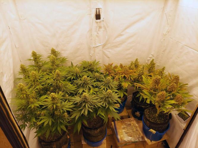 The Garden 2020 - Green Poison Fast F1. Week 11