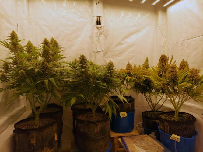The Garden 2020 - Green Poison Fast F1. Week 11