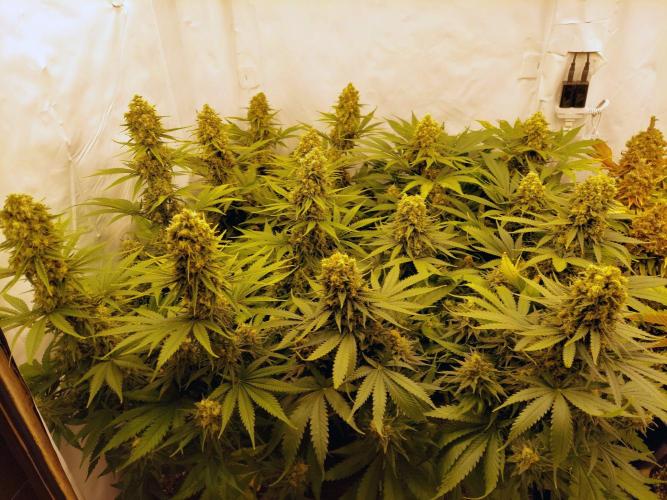 The Garden 2020 - Green Poison Fast F1. Week 12