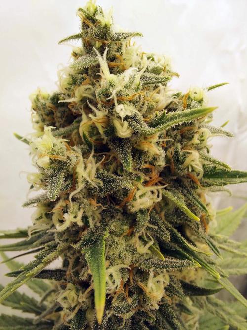 The Garden 2020 - Green Poison Fast F1. Week 12