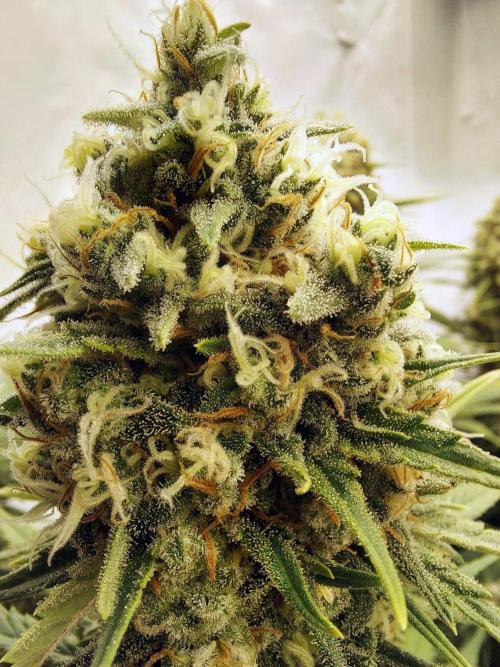 The Garden 2020 - Green Poison Fast F1. Week 12