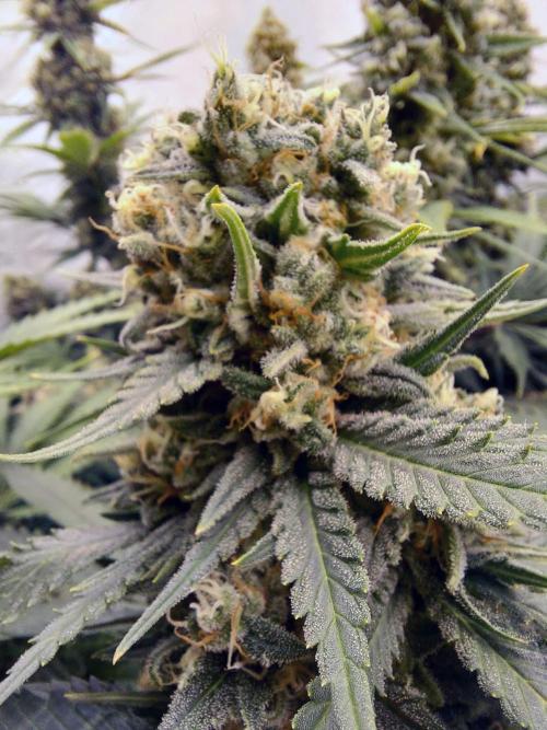 The Garden 2020 - Green Poison Fast F1. Week 12