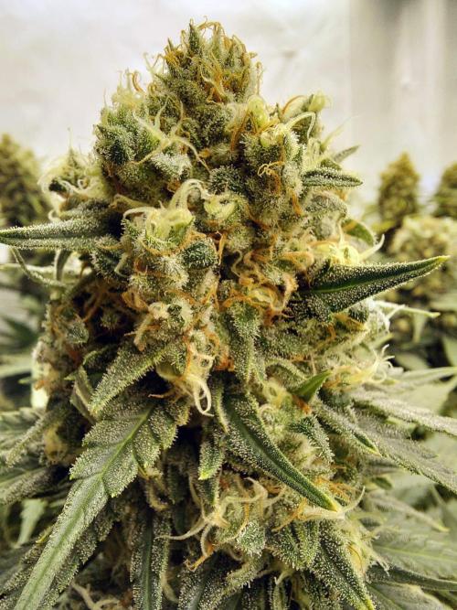 The Garden 2020 - Green Poison Fast F1. Week 12