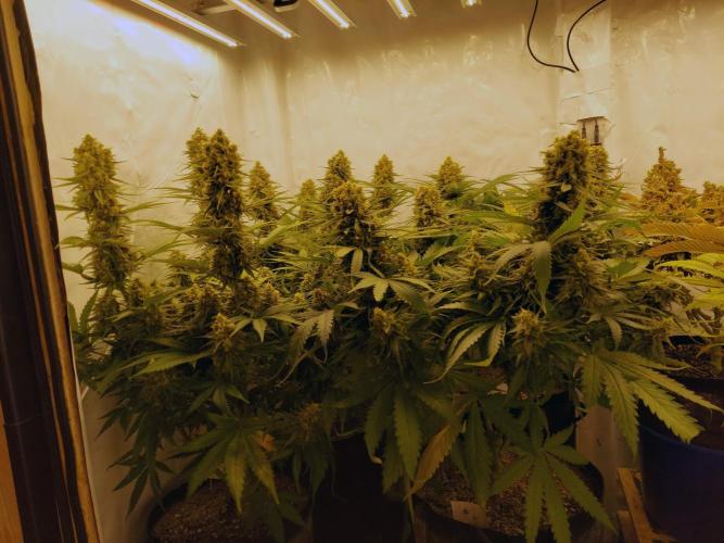 The Garden 2020 - Green Poison Fast F1. Week 12