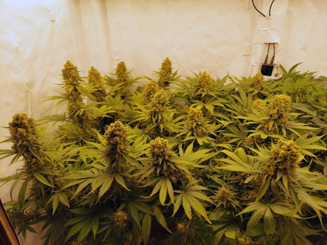 The Garden 2020 - Green Poison Fast F1. Week 13