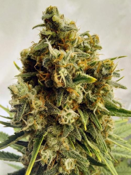 The Garden 2020 - Green Poison Fast F1. Week 13
