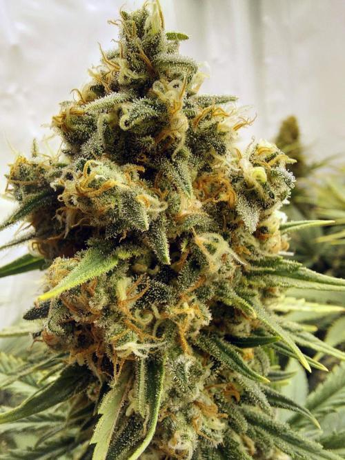 The Garden 2020 - Green Poison Fast F1. Week 13