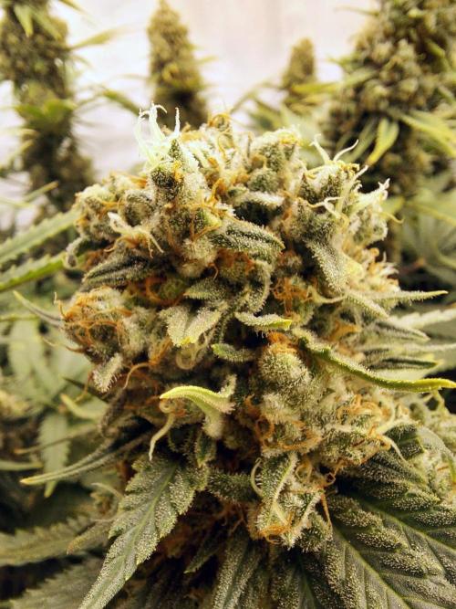 The Garden 2020 - Green Poison Fast F1. Week 13