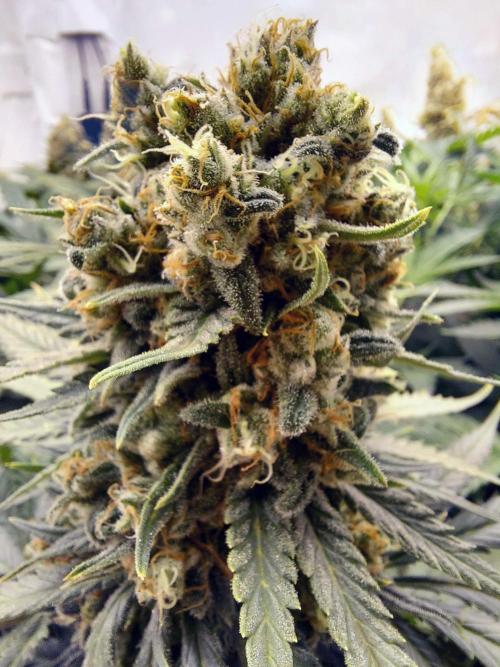 The Garden 2020 - Green Poison Fast F1. Week 13