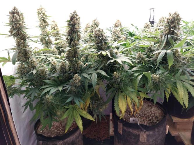 The Garden 2020 - Green Poison Fast F1. Week 13