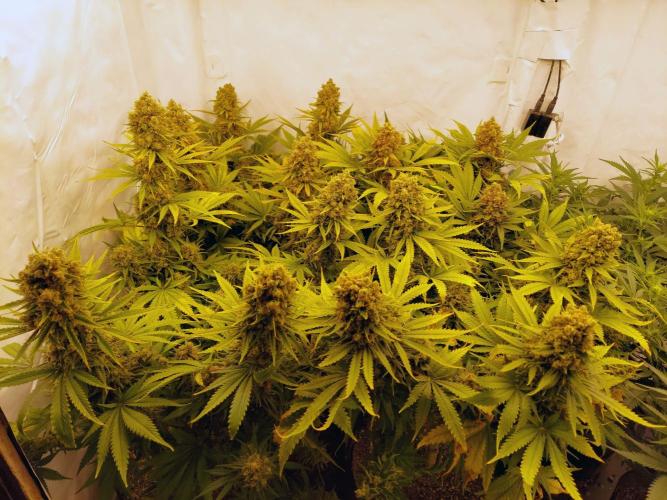 The Garden 2020 - Green Poison Fast F1. Week 14