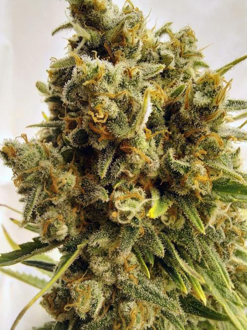 The Garden 2020 - Green Poison Fast F1. Week 14