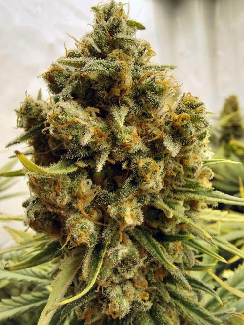 The Garden 2020 - Green Poison Fast F1. Week 14