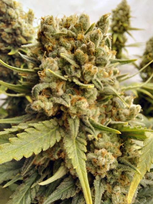 The Garden 2020 - Green Poison Fast F1. Week 14