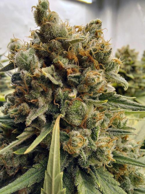 The Garden 2020 - Green Poison Fast F1. Week 14
