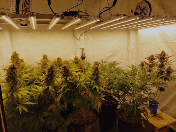 The Garden 2020 - Green Poison Fast F1. Week 14