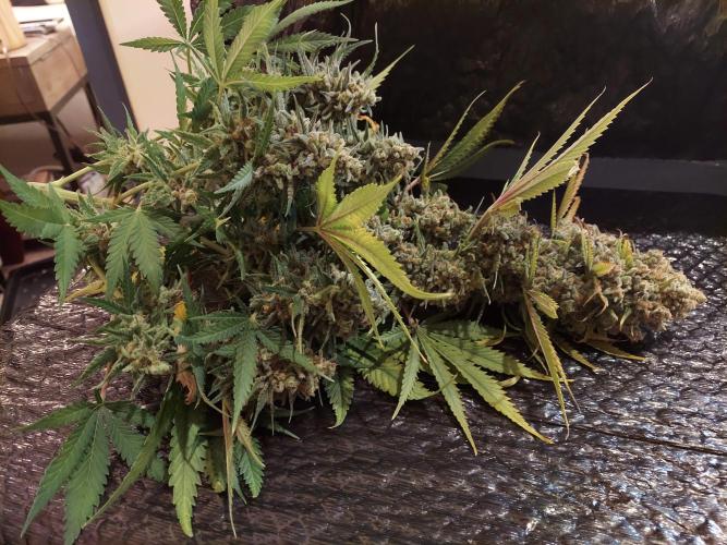 The Garden 2020 - Green Poison Fast F1. Week 15