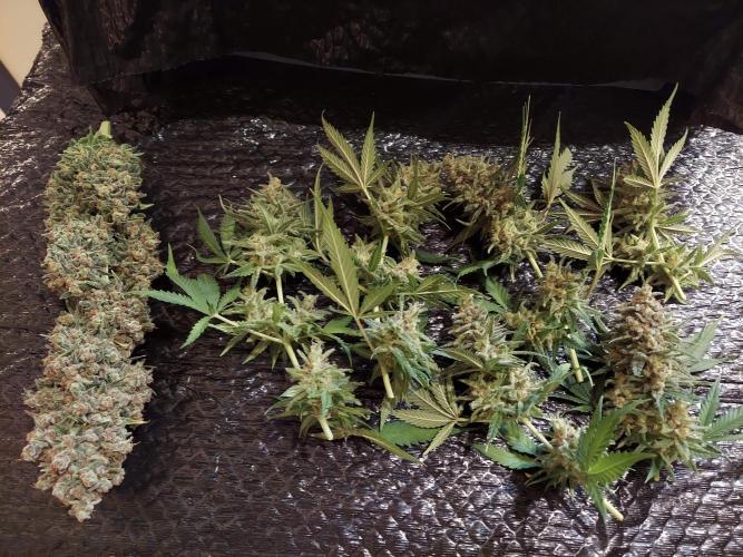 The Garden 2020 - Green Poison Fast F1. Week 15