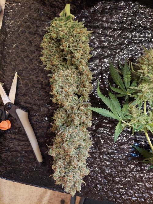 The Garden 2020 - Green Poison Fast F1. Week 15
