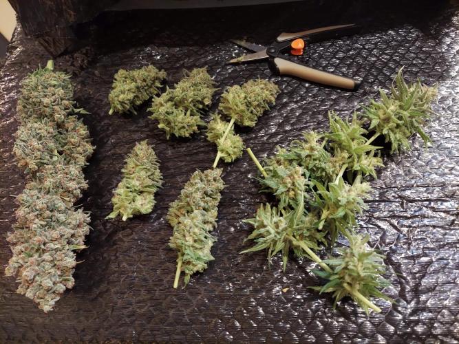 The Garden 2020 - Green Poison Fast F1. Week 15